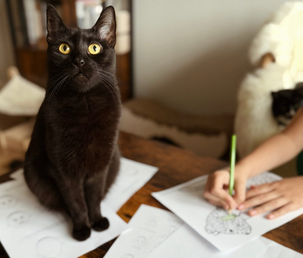 Czarny kot terapeutyczny Betelgeza asystuje dziecku w trakcie ćwiczeń grafomotorycznych, wspierając koncentrację i rozwój poznawczy podczas felinoterapii dla dzieci.