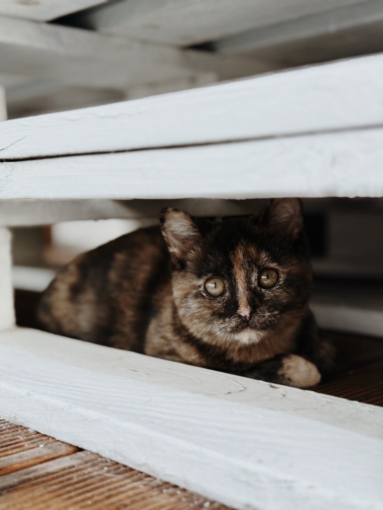 Kot szylkretowy wyglądający zza białej skrzynki balkonowej. To kot terapeutyczny, który pomaga radzić sobie z emocjami, stresem, stymuluje rozwój i sprawność, a także uczy cierpliwości poprzez spokojną obserwację z oddali.