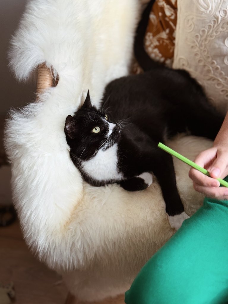 Czarno-biały kot leżący na miękkim, białym futerku obok dziecka trzymającego zieloną kredkę. Spokojna atmosfera w czasie felinoterapii w Krakowie sprzyja wyciszeniu i relaksowi.