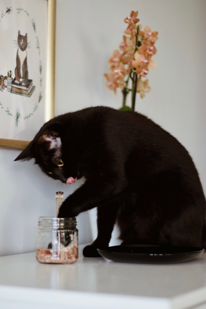 Czarny kot wkładający łapkę do szklanego słoika z BARFem (BACFem) i oblizujący się. Kurs BARF dla kota.
