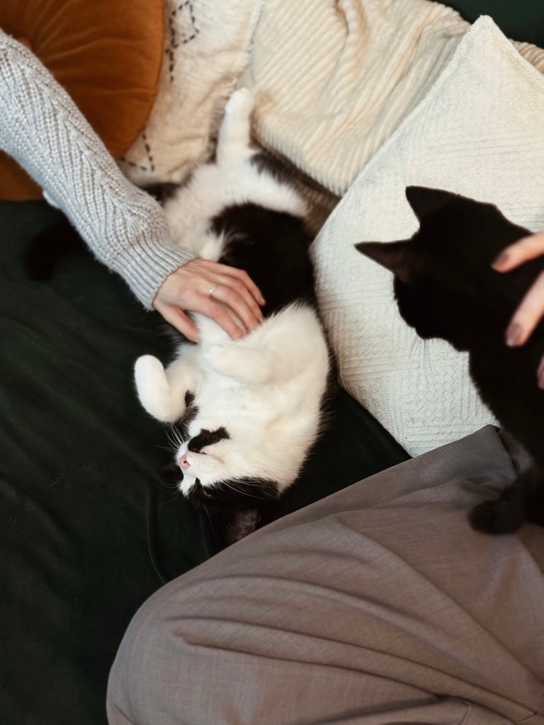 Dwa koty, czarny oraz czarno-biały, odpoczywające na kanapie w czasie terapii kotem. Grupowa felinoterapia Kraków skupiona na redukcji stresu poprzez kontakt z kotami.