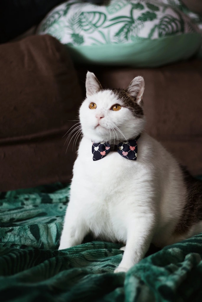 Biało bury kot z muszką na szyi pozuje do zdjęcia na zielonym kocyku. Kocia fotografia portretowa Kraków i Małopolska.