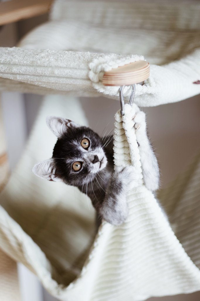 Młody kot w kolorze karpati wspinający się po jasnym drapaku z radosnym wyrazem pyszczka. Aktywizacja behawioralna i aktywności z kotem w trakcie felinoterapii (terapia kotem) w Krakowie.