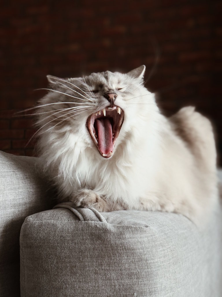 Ziewający kot rasy Ragdoll. Kot leży na kanapie. Kadr uchwycony w czasie sesji zdjęciowej.