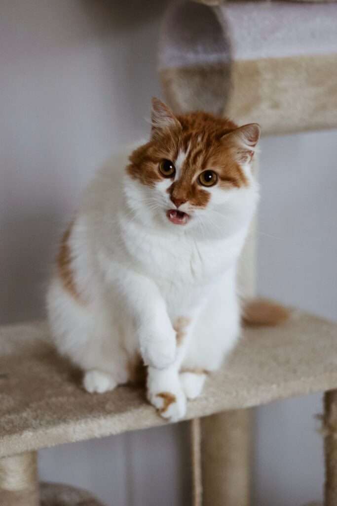 Biało-rudy kot siedzący na drapaku i patrzący w bok z otwartym pyszczkiem. Kocia fotografia Kraków i okolice.