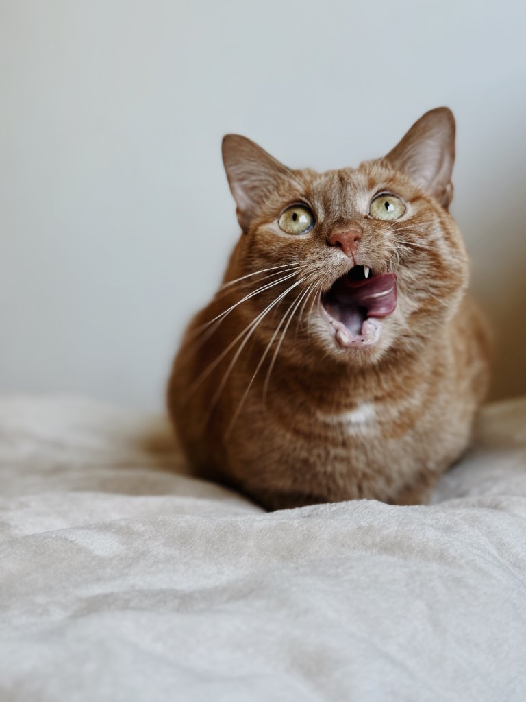 Rudy kot oblizujący się z języczkiem na wierzchu patrzący się w górę. Kot leży w pozycji chlebka i pozuje do zdjęcia w czasie sesji fotograficznej w Krakowie.