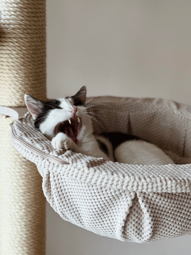 Czarno-biały kot leżący w beżowym hamaku drapaka i ziewający. Kocia fotografia to pamiątka na całe lata!