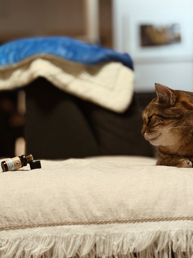 Bury kot wąchający imbirowy olejek eteryczny z ciemnej buteleczki. Zoofarmakognozja stosowana wspomagająca terapię behawioralną, którą prowadzi koci behawiorysta Kraków.