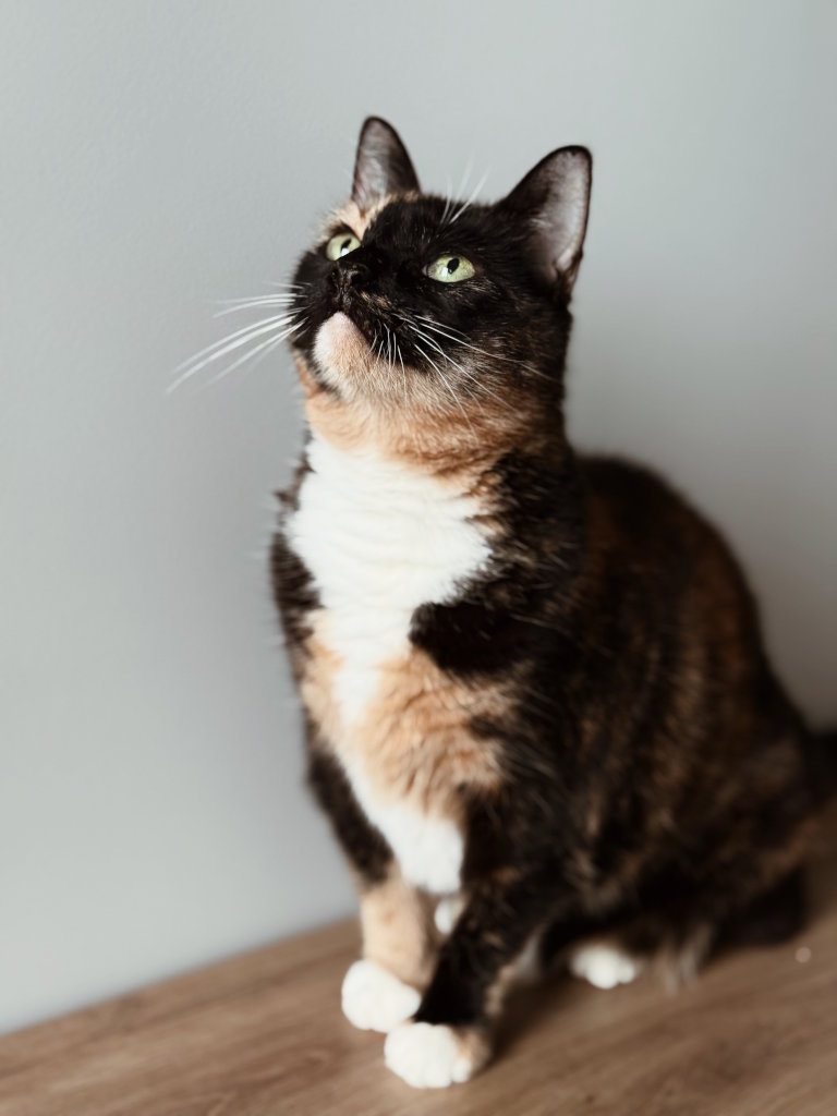 Stojący na drewnianym blacie kot tricolor pozujący do zdjęcia i patrzący się w górę. Kocia fotografia portretowa.