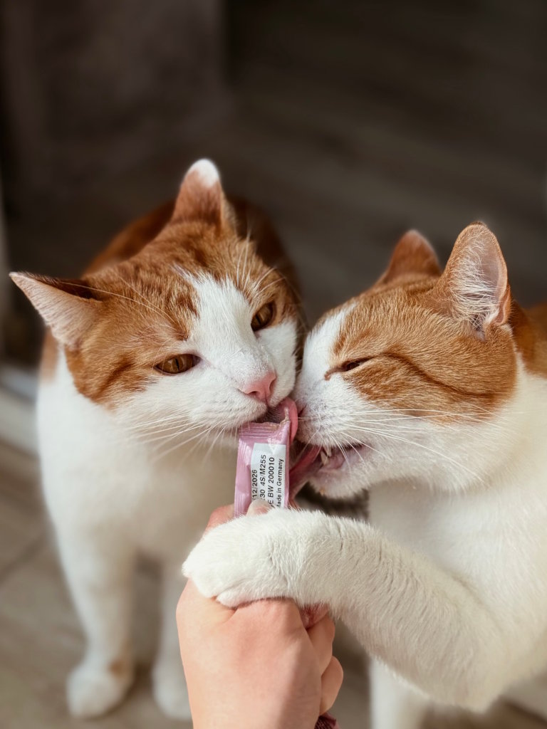 Dwa biało-rude koty wylizujące przysmak z tubki trzymanej przez człowieka. Jeden z kotów trzyma łapkę na dłoni człowieka. Opieka nad kotem Kraków i okolice skupia się na różnego rodzaju kocich potrzebach, w tym prawidłowej zabawy zakończonej smaczkiem.