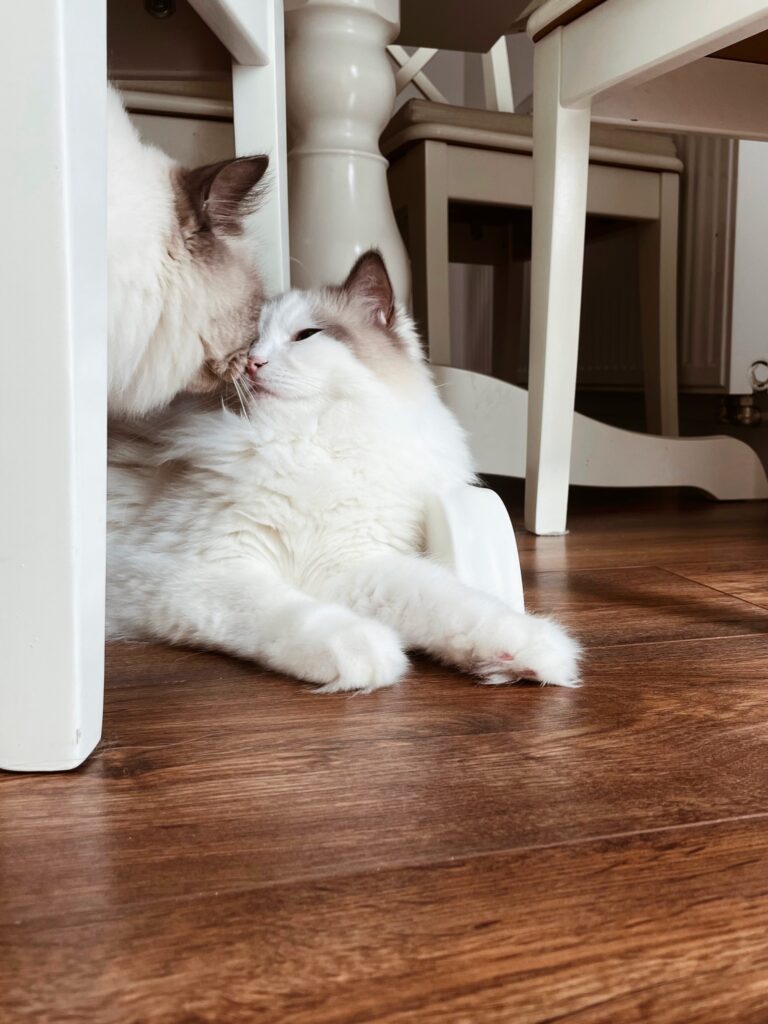 Dwa jasne, puszyste koty rasy Ragdoll dotykające się nosami na podłodze. Koci behawiorysta pomaga budować poprawne relacje między kotami w domu.