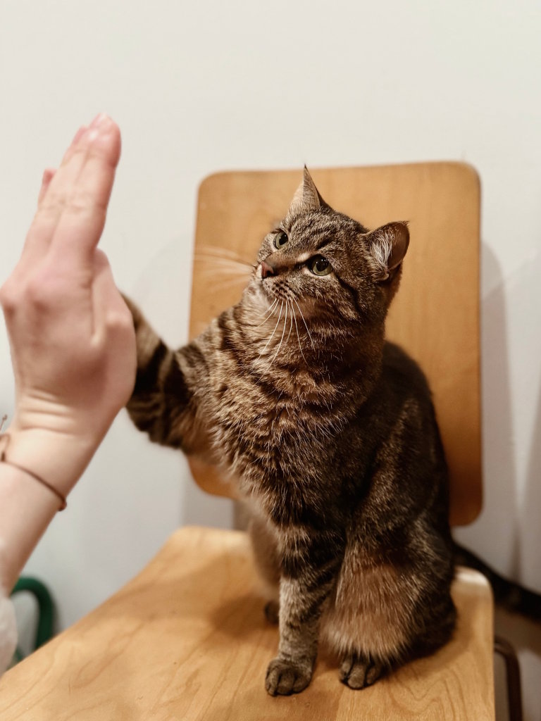 Bury kot stojący na krześle i przybijający piątkę w dłoń człowieka. Opieka nad kotem obejmuje stymulację i różnego rodzaju aktywizację kotów.