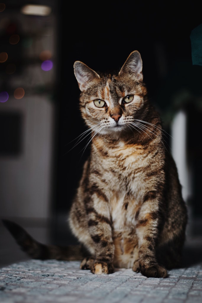 Bury kot siedzący na dywanie patrzy się w obiektyw w czasie fotografowania. Fotografia kotów Kraków.