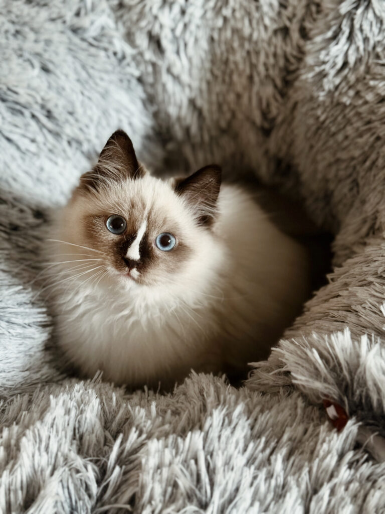 Kot syberyjski Neva Masquerade leżący w puszystym legowisku i patrzący w obiektyw. Kurs kociego behawiorysty.