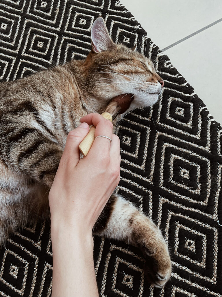 Zrelaksowany bury kot leżący na dywaniku. Człowiek w dłoni trzyma pędzel i wykonuje TTouch po kociej szyi. Opieka nad kotem zapewnia spokój i wyciszenie.