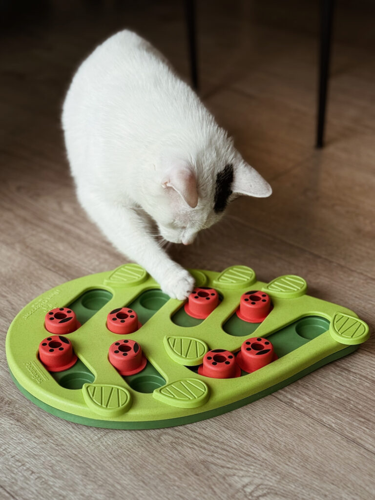 Biały kot z czarną plamką na głowie w czasie zabawy zabawką umysłową – Nina Ottoson puzzle dla kota z biedronkowym motywem. Opieka dla kota aktywizująca poznawczo i umysłowo.