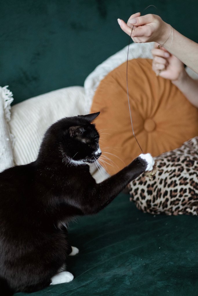 Czarny kot bawiący się z opiekunem na kanapie. Aktywizacja zwierzęcia jako istotny element usługi, jaką jest felinoterapia Kraków.