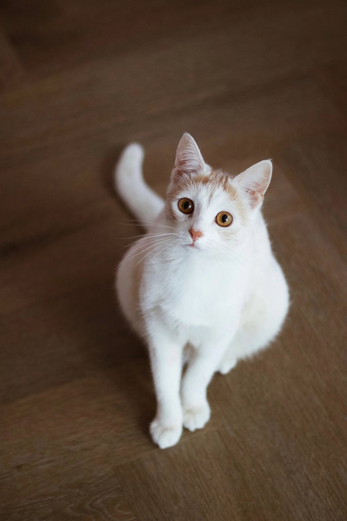 Kremowo-rudy kot stojący na drewnianym parkiecie, pozujący do obiektywy w czasie sesji zdjęciowej w Krakowie.
