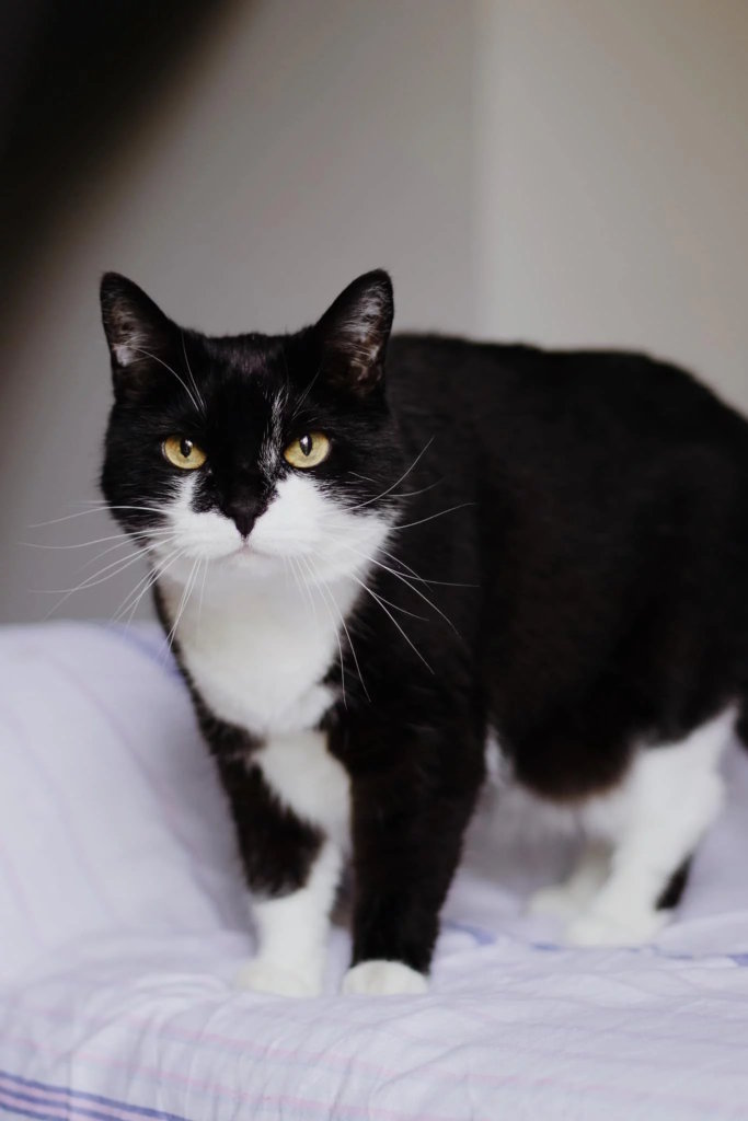 Czarno-biały kot stojący na fioletowej narzucie, patrzący się wprost w obiektyw w czasie kociej sesji fotograficznej w Krakowie.