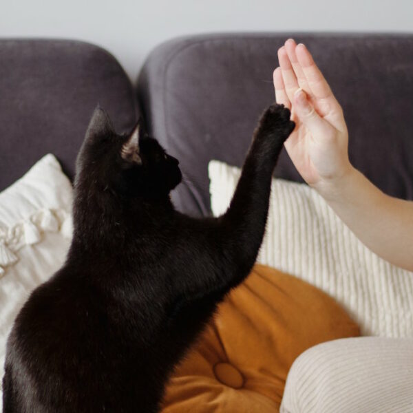 Czarny kot siedzący na kanapie i dotykający łapą dłoni człowieka w geście "piątki". Konsultacje behawioralne i wzmacnianie więzi oraz pozytywnych emocji w relacji człowiek-kot. Mentorski kurs behawiorysty kotów online.