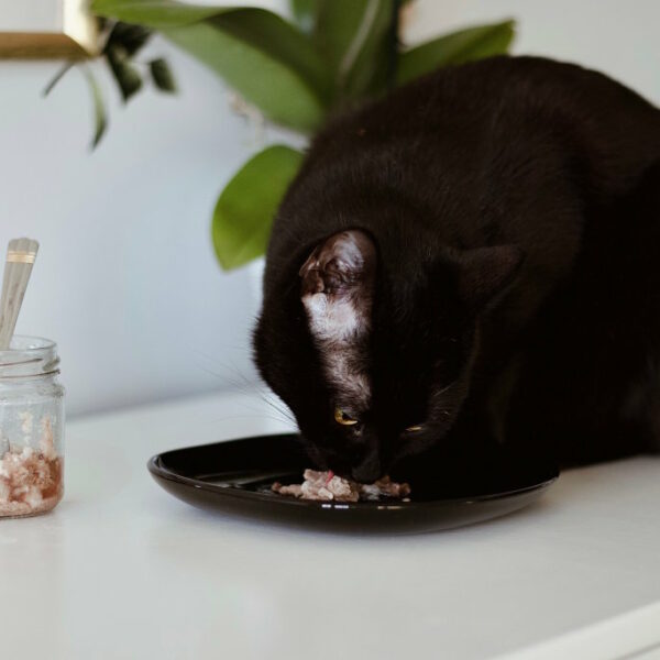 Czarny kot siedzi na komodzie i je mieszankę BACF z talerzyka. Dietetyk koci Kraków i online.