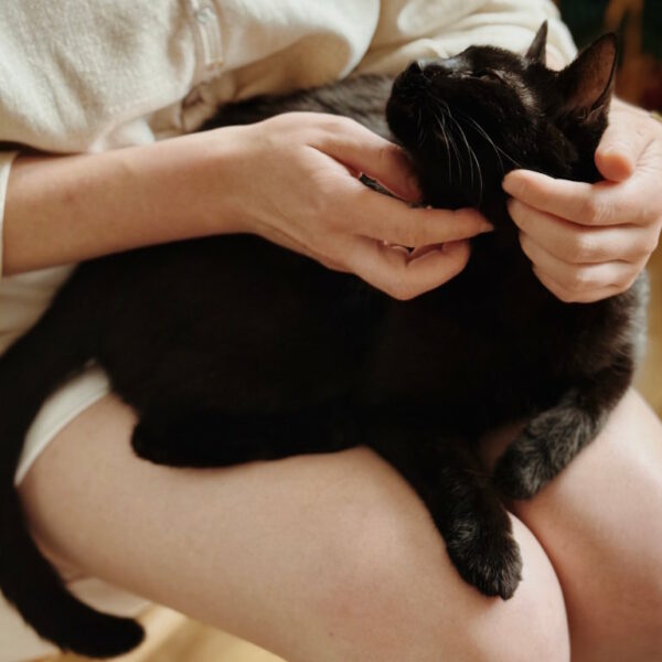 Felinoterapia w Krakowie, podczas której czarny kot leży na kolanach kobiety, która go głaszcze.