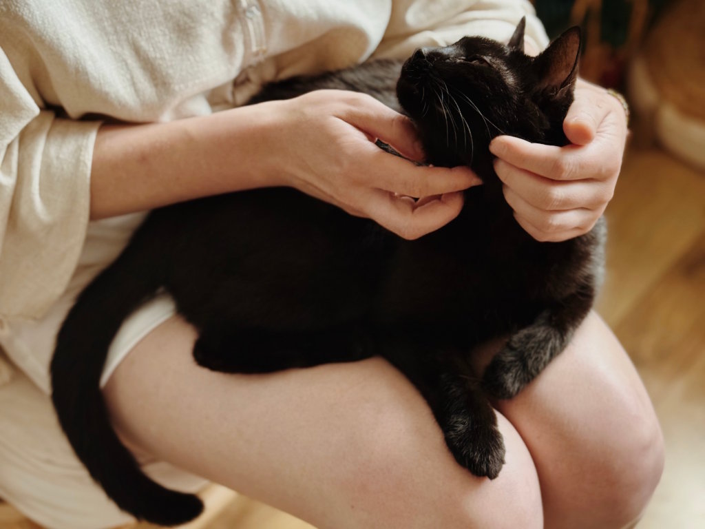 Felinoterapia w Krakowie, podczas której czarny kot leży na kolanach kobiety, która go głaszcze.
