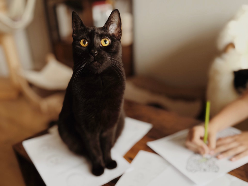 Czarny kot terapeutyczny siedzi na stoliku kawowym pokrytym kartkami dla dziecka do pracy felinoterapeutycznej.