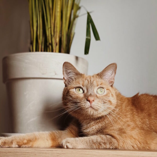 Rudy kot leży na komodzie z palmą areką w glinianej donicy w tle. Fotografia kotów Kraków, małopolska w czasie opieki nad kotem.