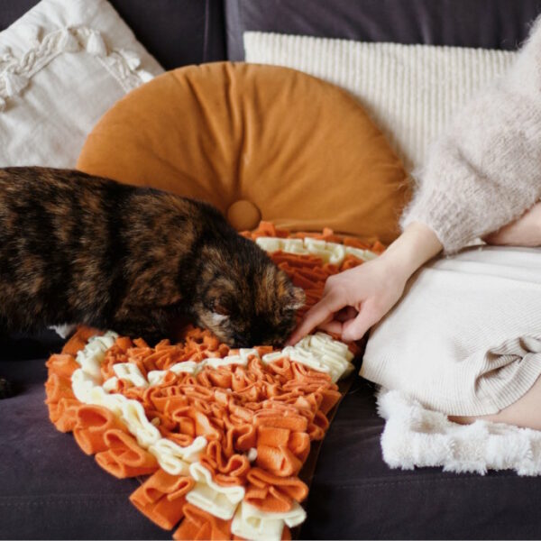 Szylkretowy kot szukający przysmaków w pomarańczowej macie węchowej na kanapie. Aktywizacja kota i terapia behawioralna poprzez zabawę węchową w czasie opieki nad kotem. Kurs catsitter dla przyszłych kocich opiekunów.