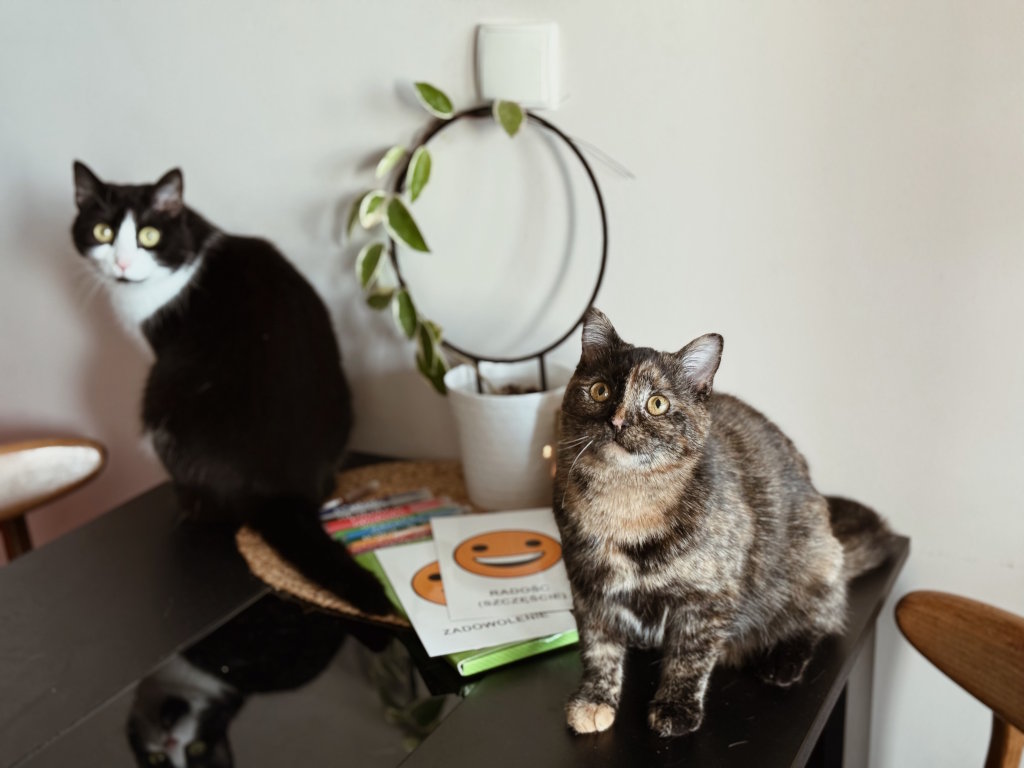 Czarno-biały kot i kot szylkretowy siedzący obok białej doniczki na czarnym stole przy materiałach do pracy psychologicznej z dziećmi. Konsultacje psychologiczne dla dzieci oraz felinoterapia skupiają się na radzeniu sobie z emocjami, stresem i poprawie relacji.